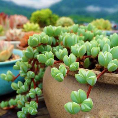 碧玉多肉鹿角海棠多肉植物