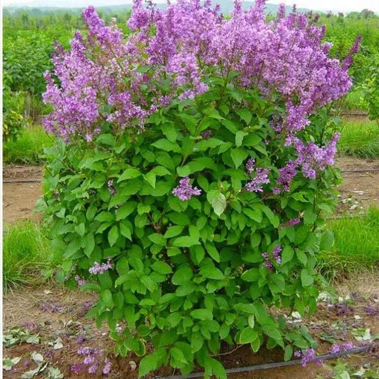 丁香树苗丛生紫丁香花苗盆栽地栽南北方耐寒庭院风景花木阳台花卉