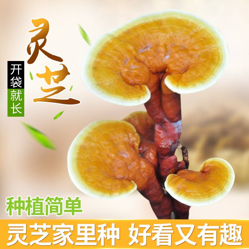 灵芝菌包蘑菇菌包菌棒盆栽食用菌蘑菇种植包阳台赤灵芝盆栽种植桶图片