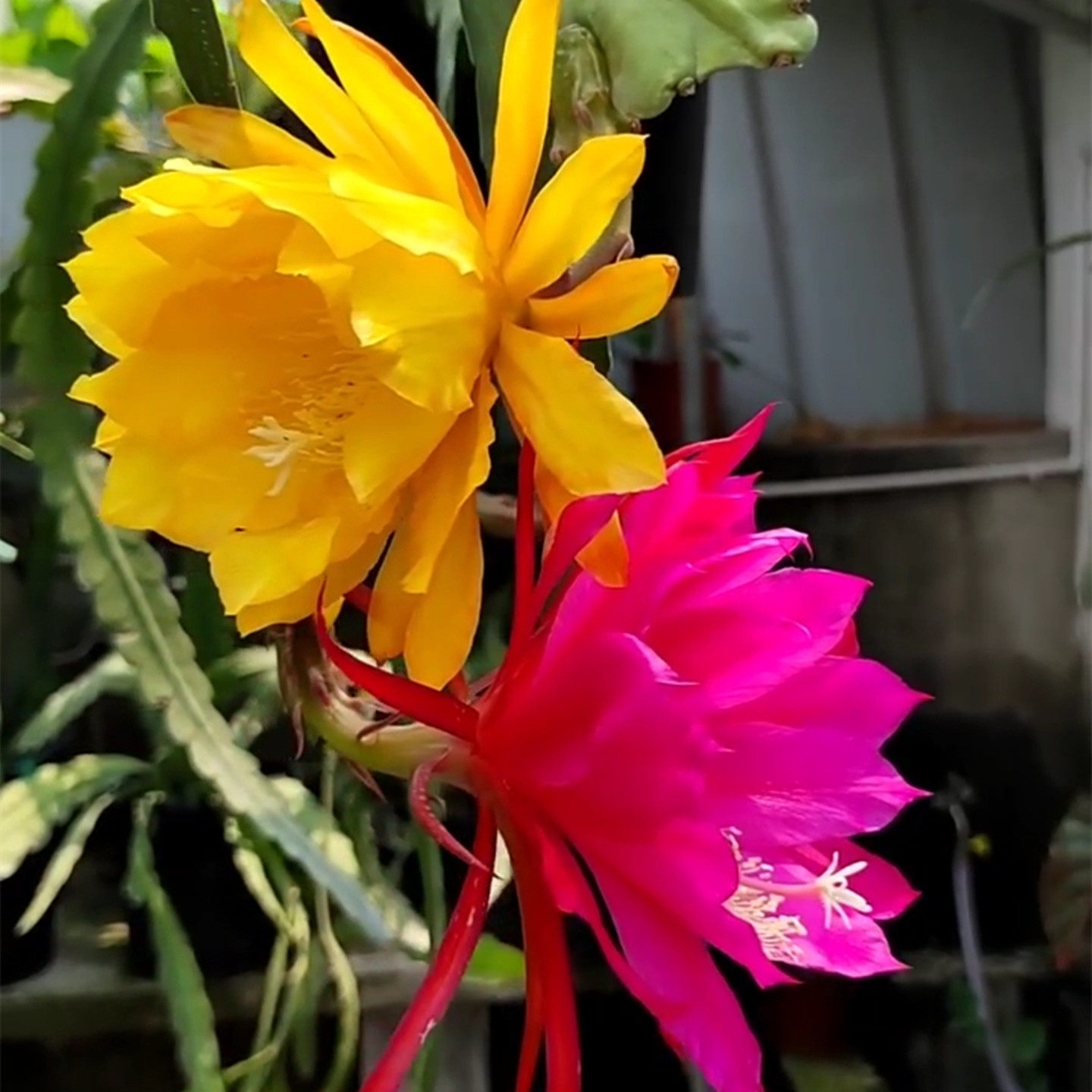 鱼骨令箭荷花重瓣昙花盆栽苗带花苞多色叶片阳台易活花卉多肉植物