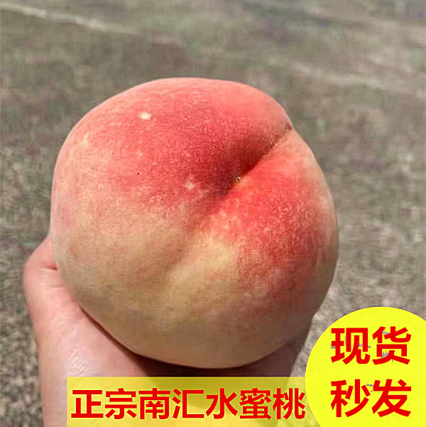 现货产地直发正宗南汇水蜜桃4~5两8只/12只桃子礼盒装 新鲜水果