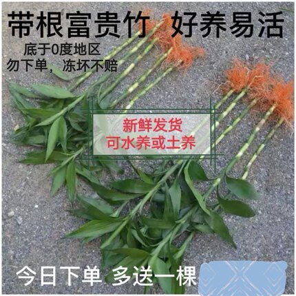 大叶富贵竹金边 有带老根可水养土培 好养易活办公桌面绿植物盆栽