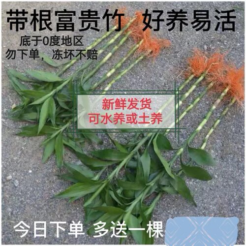大叶金边老根可水养好养易活土培