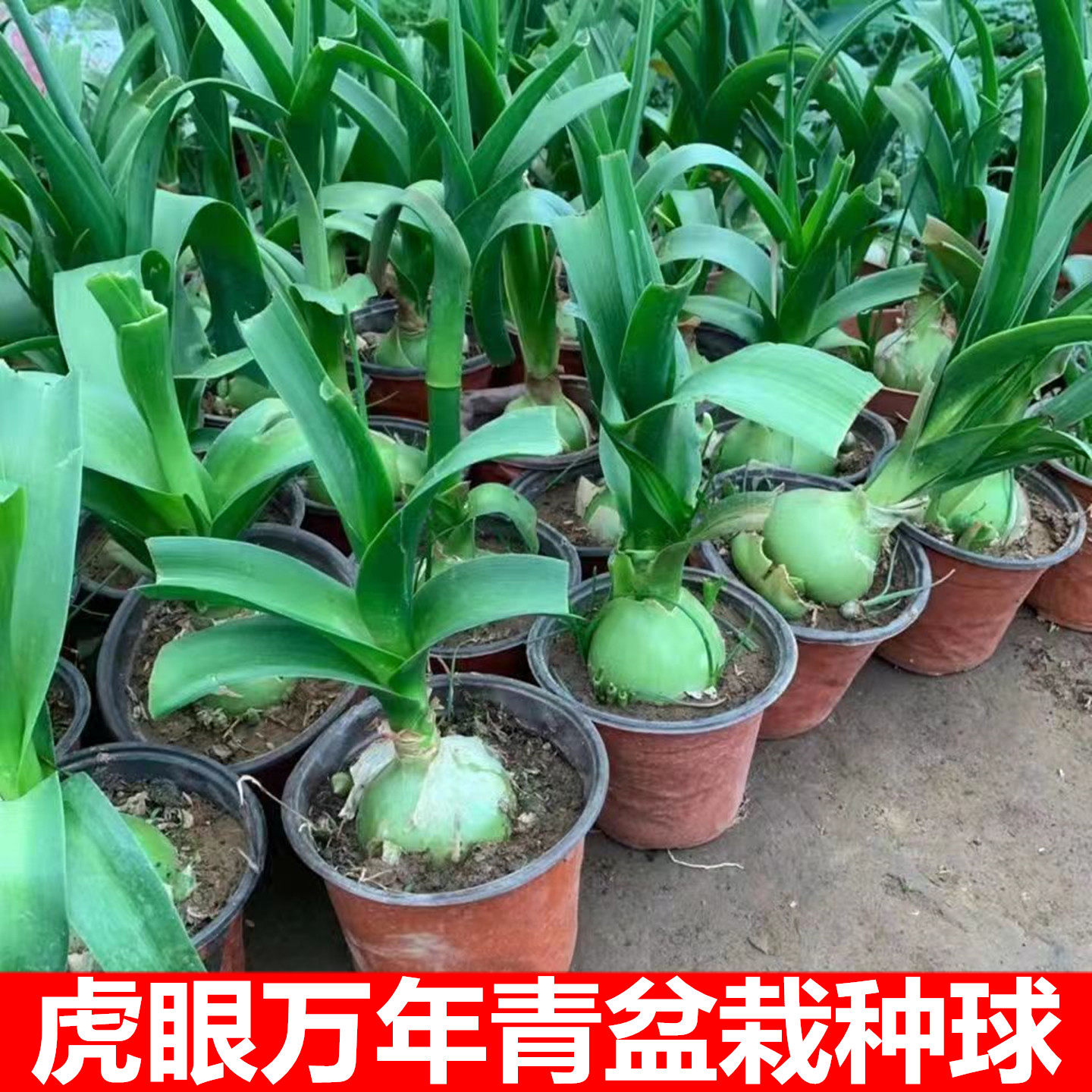食用虎眼万年青盆栽花卉种球叶子大苗海葱室内四季常青好养绿植物