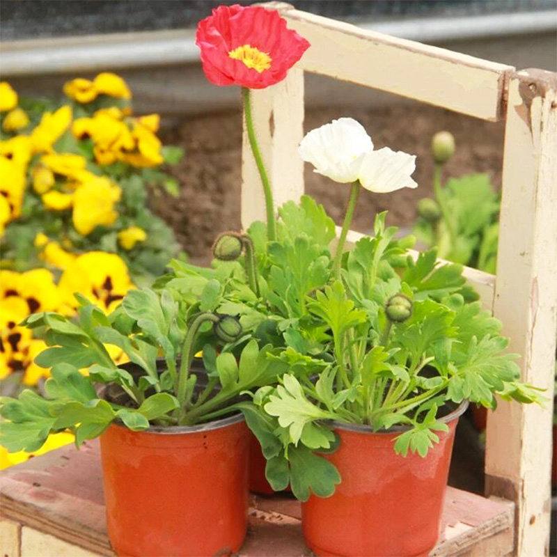 冰岛虞美人花苗盆栽 罂粟科草本花卉 阳台庭院花镜植物观花好养活