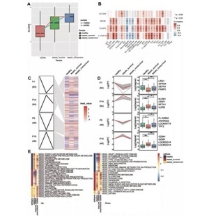 多组学联合网络药理学数据分析挖掘代谢组学脂质组python表观基因