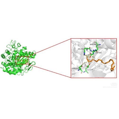 分子对接二维三维可视化作图
