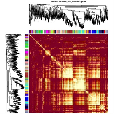 WGCNA分析代分析加权共表达网络分析数据库农学医学生物学基因SCI
