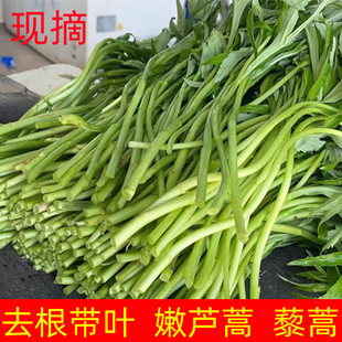 新鲜现摘带叶藜蒿芦蒿泥蒿绿色野菜非湖北特产农家自种新鲜蔬菜