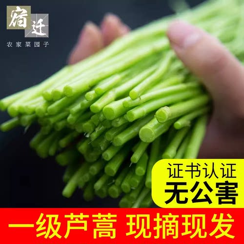 篱蒿藜蒿3斤当季芦蒿蔬菜