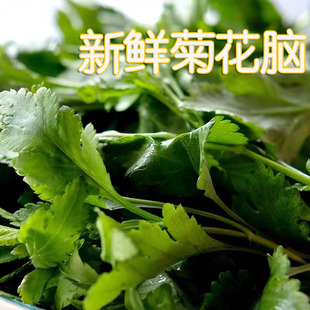 菊花脑南京特产菊花菜菊花叶涝头新鲜绿色非野菜现挖现发 蔬菜 包邮