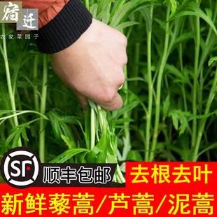 包邮5斤装新鲜蔬菜芦蒿泥蒿藜蒿野生水蒿蒌蒿野菜去叶根野生