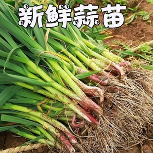 现挖新鲜青蒜苗红皮青梗大蒜苗红根蒜苗本地蒜苗新鲜蔬菜3斤5斤