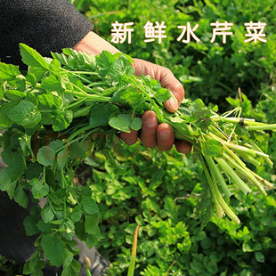 当季 新鲜野生水芹菜野蔬菜野菜河芹农家自种时令蔬菜坏烂包赔5斤