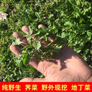 野生荠菜3斤包邮地丁菜绿色蔬菜新鲜蔬菜当季野菜野生蔬菜饺子馅