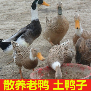 两年以上农村散养老鸭子吃虫子水藻的花鸭子