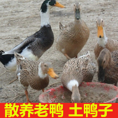 两年以上农村散养鸭子