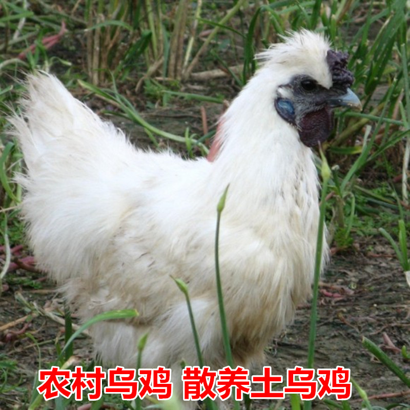 农村散养乌鸡土鸡农家散养苏北土整鸡/整鸡制品