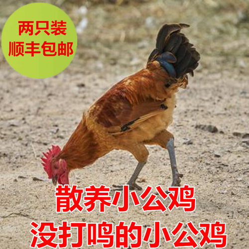 散养小公鸡农家鸡两只包邮