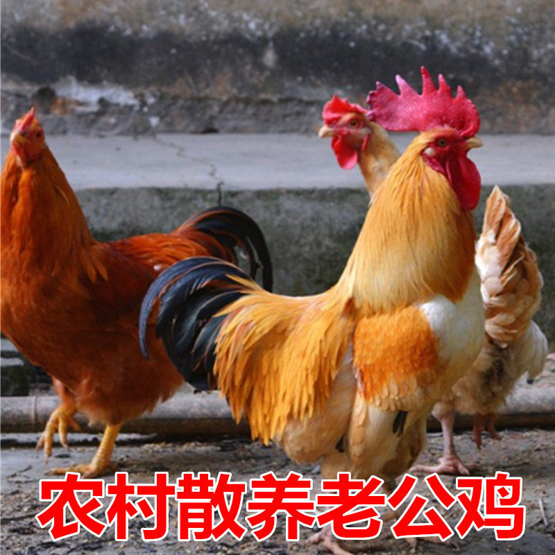 两年左右老公鸡农村散养鸡苏北老公鸡跑地鸡