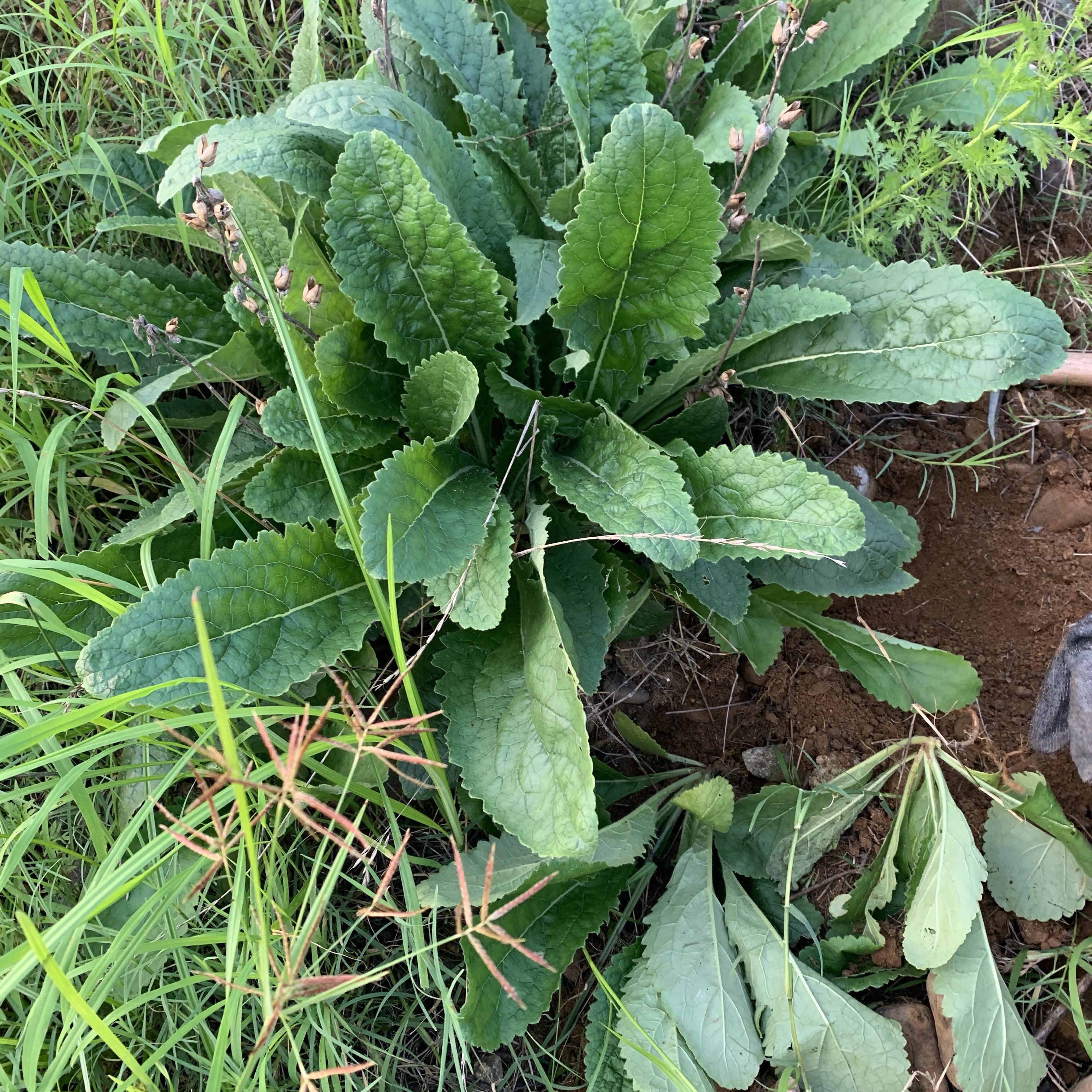 新鲜地黄苗 现挖 带根整颗观赏盆景中草药地髓苗天然非种植包邮