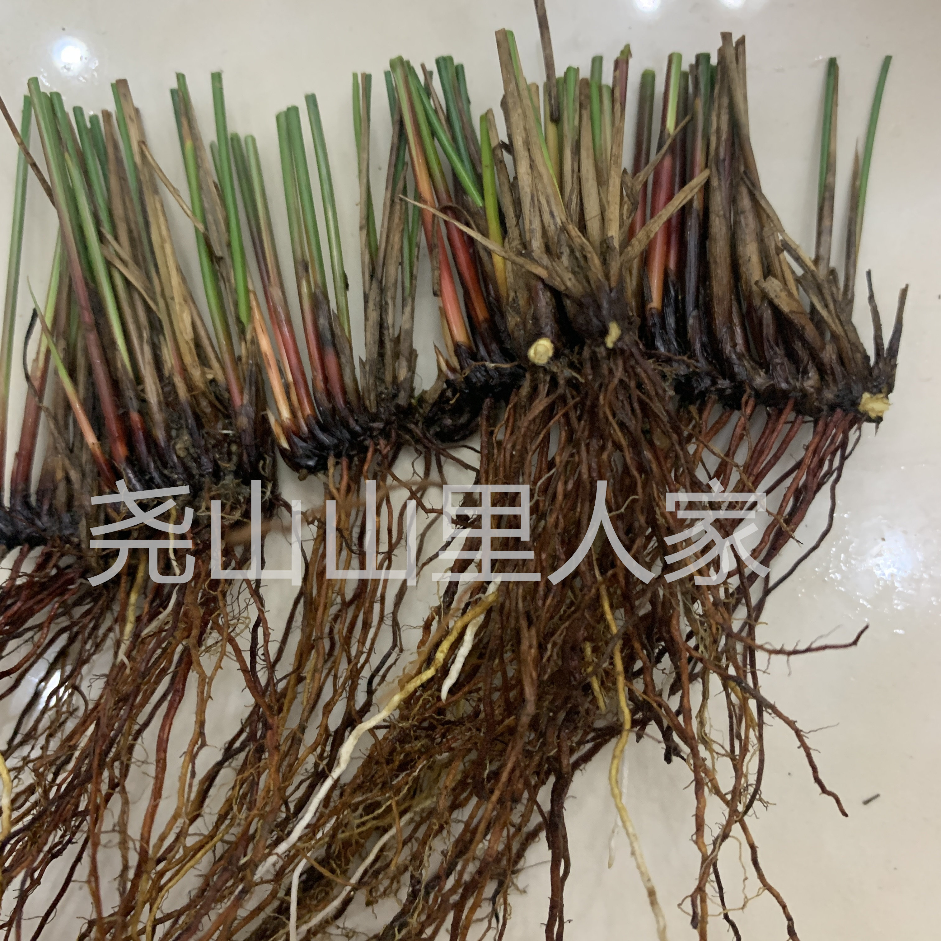 新鲜席草根席草头咸草头灯芯草根水通草根现采干货席草头茳芏蒲草