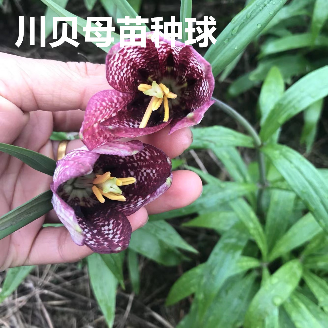 野生贝母苗种苗可药用川贝母苗可观赏平贝皖贝苗中药材盆栽种植