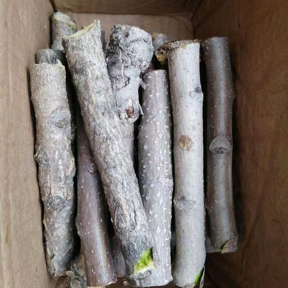 野生纯正臭椿树枝椿树皮椿树枝椿树根臭椿树非香椿树中药材