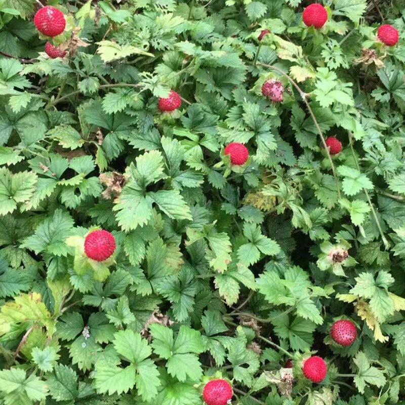 新鲜蛇莓蛇泡草野草莓三月泡苗火莓刺三匹风三皮风蛇果藤中草药