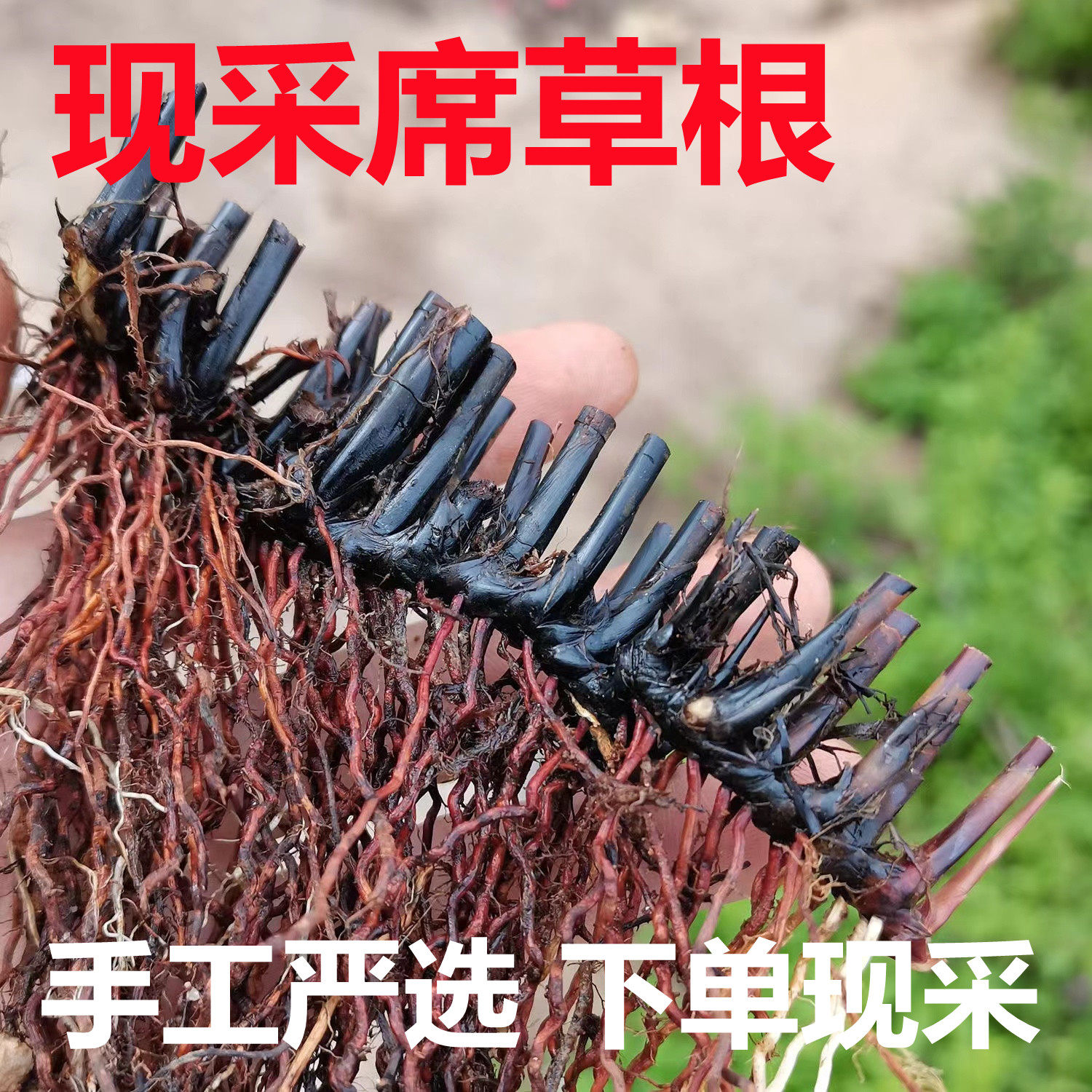 新鲜席草根席草头咸草头灯芯草根水通草根现采干货席草头茳芏蒲草