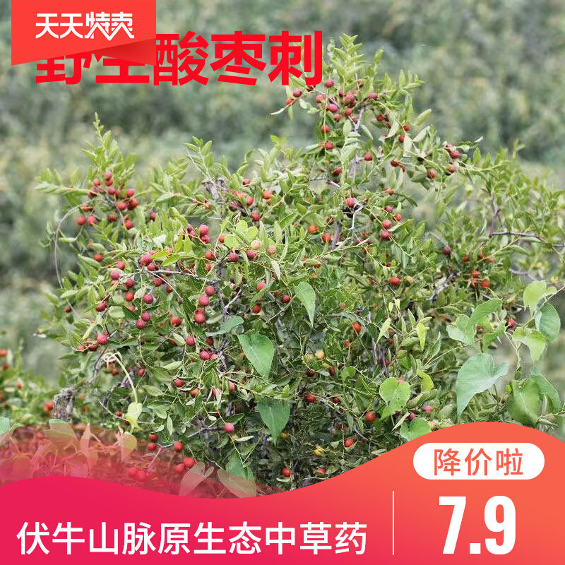 野生酸枣刺枣针山枣针耳洞包邮