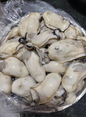 台山生蚝 中国蚝乡程村直销 爽脆肥美天然海蚝新鲜现剥发顺丰快递