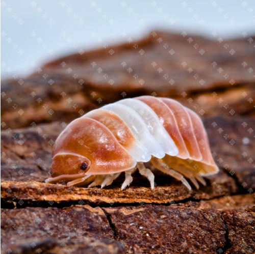 鼠妇白化熊猫王C属西瓜虫