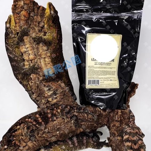 巨人守宫睫角果泥爬虫爬宠LL异宠