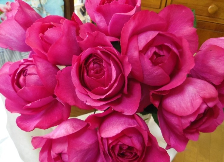 伊芙热恋 浓香切包月季花扦插中苗盆栽四季开花阳台庭院楼顶花园