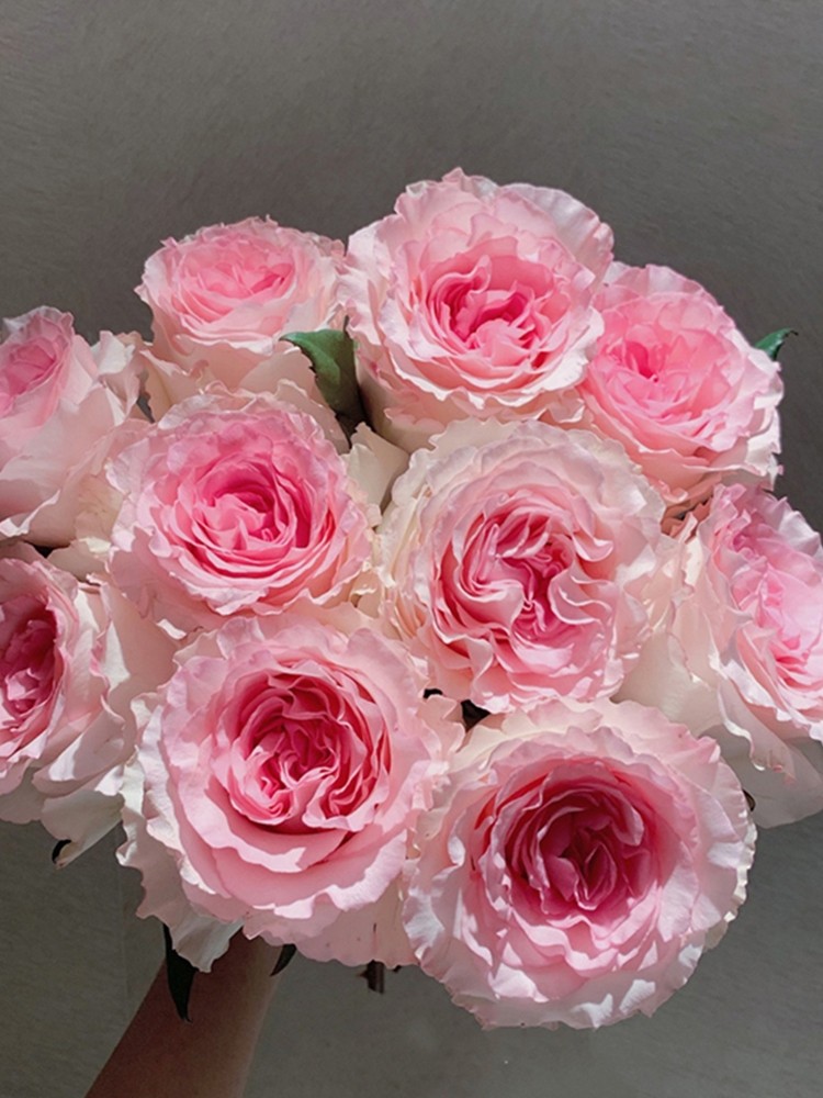 洛神月季新品灌木切花月季玫瑰花苗抗病勤花多季开花盆栽阳台庭