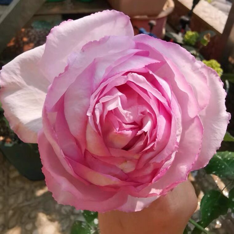 伊芙砂糖艺术月季花扦插中苗勤花浓香大花阳台庭院花园盆栽地栽