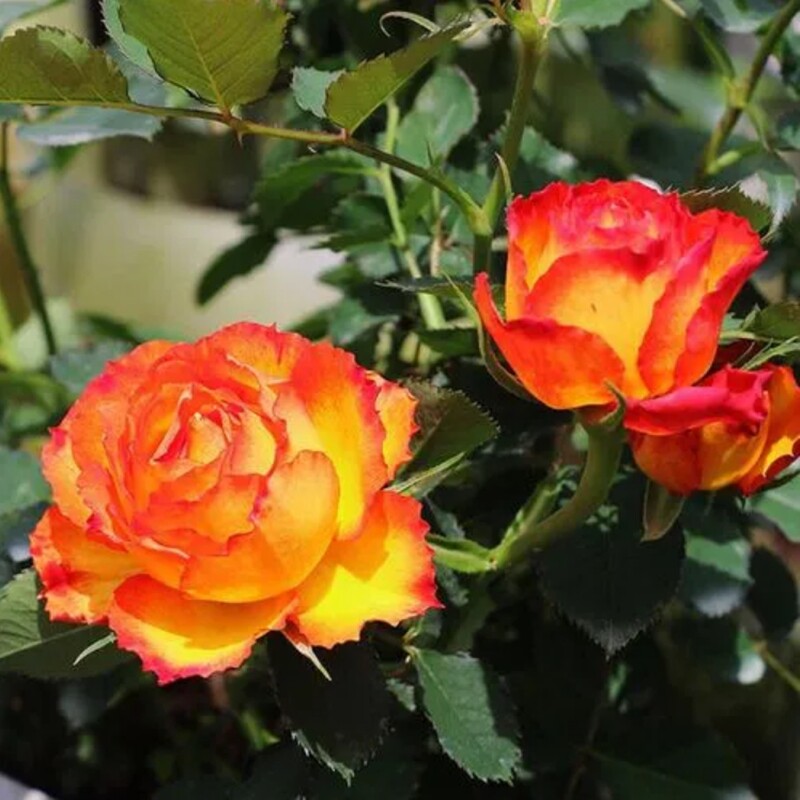 新品胜利女神火焰红色盆栽玫瑰阳台庭院种植花卉带盆多种颜色大花