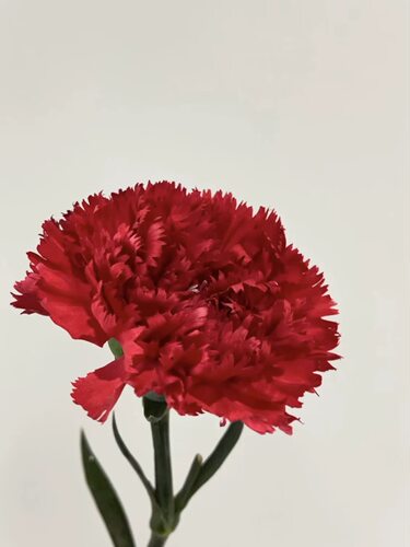 康乃馨红福40枝