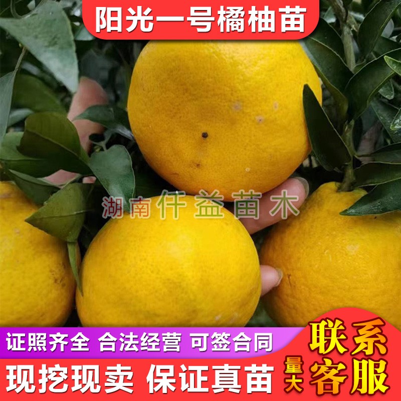 【少量试种】阳光一号橘柚苗新品种阳光一号柑橘苗苞茅橘柚485-28