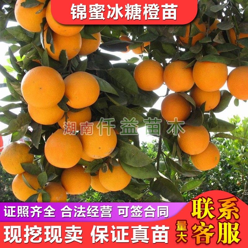 锦蜜冰糖橙苗无核脆甜化渣锦秀冰糖橙苗 湖南果苗