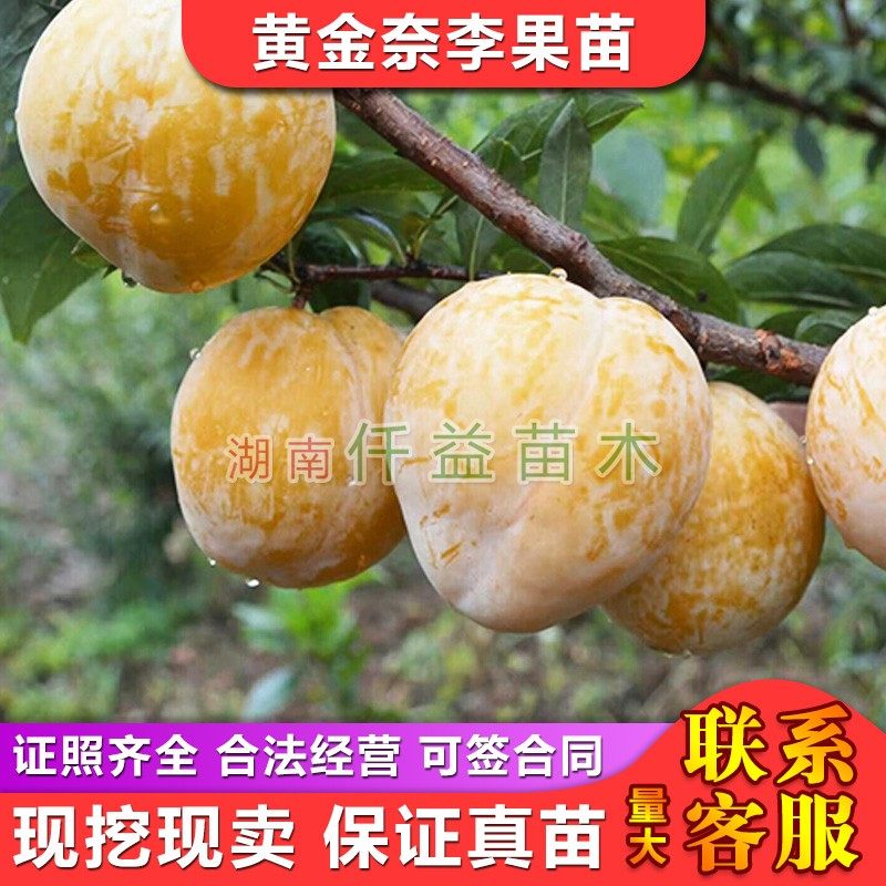 黄金奈李苗炎陵奈李苗高产花奈李苗青奈李苗湖南果苗果树