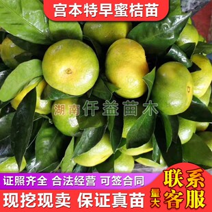 宫本特早熟温州蜜橘苗 果型扁圆外观卖相好高产易管理湖南果苗