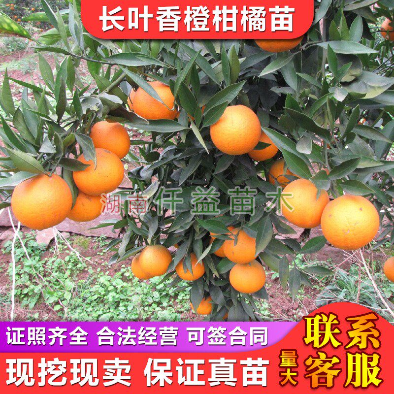 长叶香橙苗甜橙苗长挂果期可延时采收粗放管理高产湖南果苗
