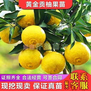 黄金贡柚苗春香桔柚苗嫁接枝条接穗纯甜无酸肉嫩化渣挂果快