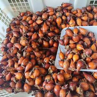 【红果】野生金樱子鲜果泡酒货现摘今年金樱子5斤果子刺梨果新鲜