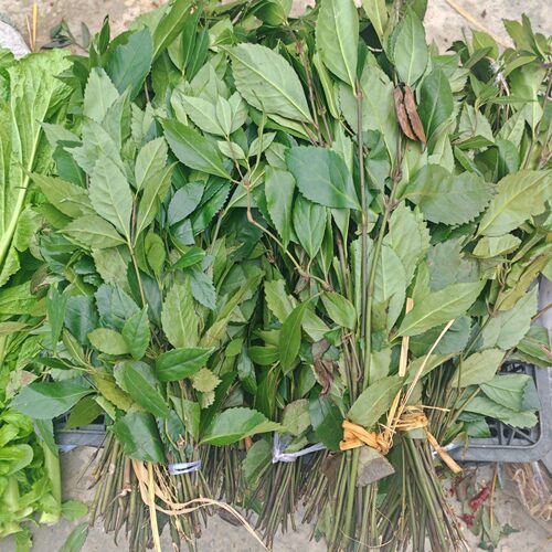 贵州野生肿节风草珊瑚九节风接骨莲九节茶大山茶新鲜干货500g包邮