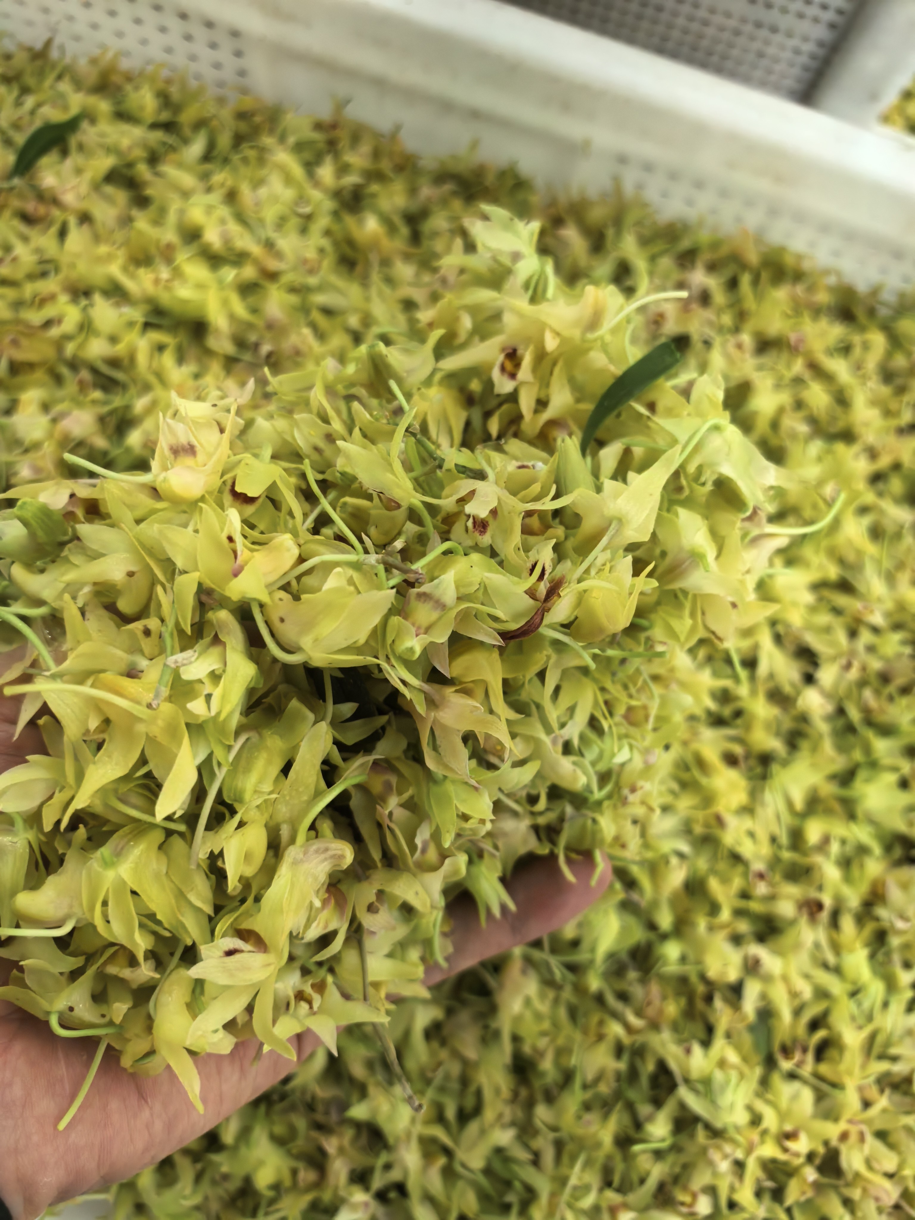 近野梨树上绑种环境下的铁皮石斛鲜花，顺丰包邮
