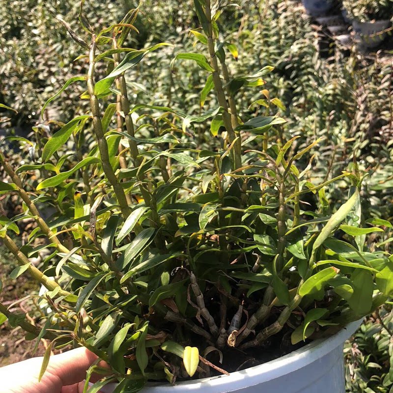 正宗浙江原产地红杆软脚 铁皮石斛三年盆栽 食用观赏原盆原状发货