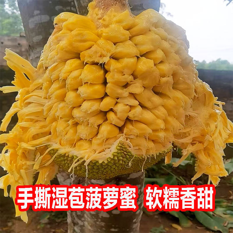湿包菠萝蜜应季热带水果广西湿苞菠萝蜜软糯手撕木菠萝蜜产地直发
